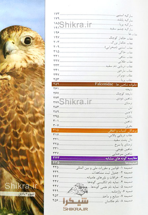 عکس پرنده شاهین ایرانی