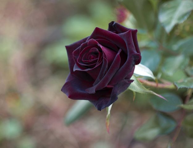 عکس یک شاخه گل رز سیاه