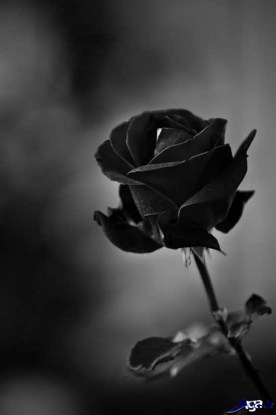 عکس گل رز سیاه و شمع