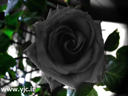 عکس یک شاخه گل رز سیاه