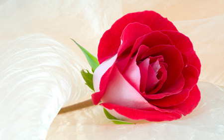 عکس یک شاخه گل رز صورتی