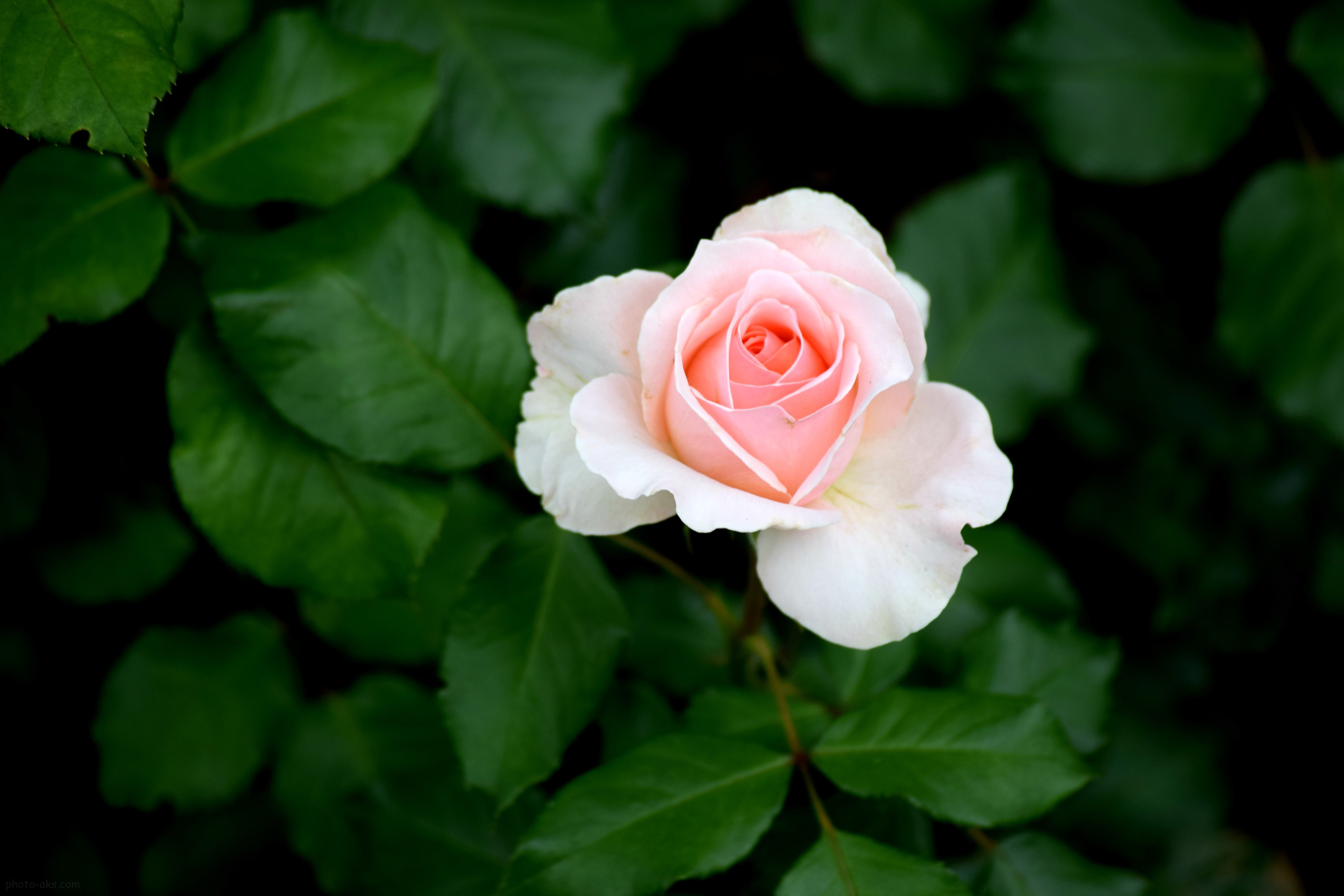 عکس تک شاخه گل رز سفید