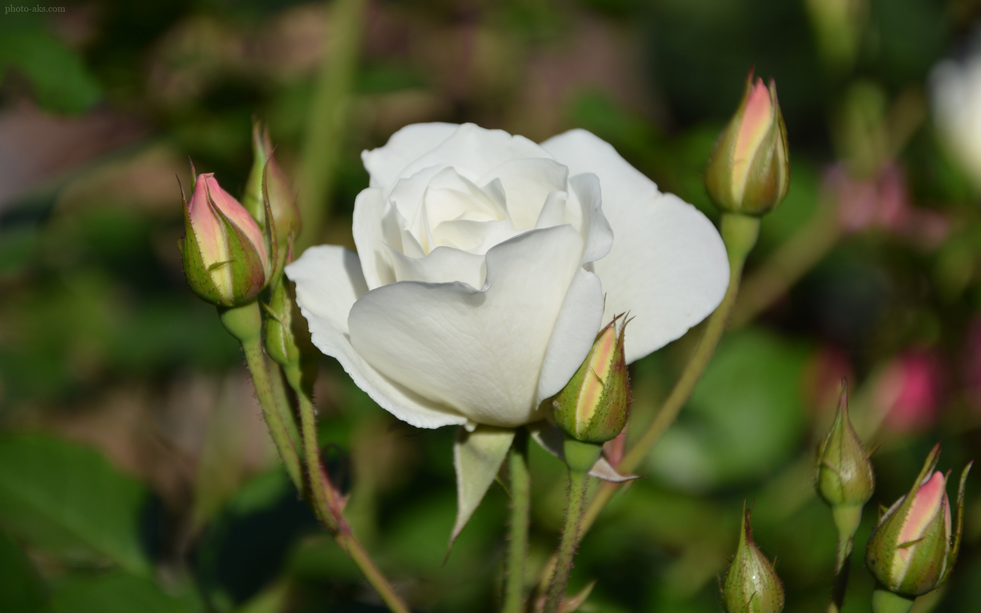 عکس تک شاخه گل رز سفید