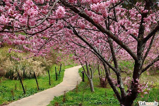 عکسهای زیبا طبیعت بهار