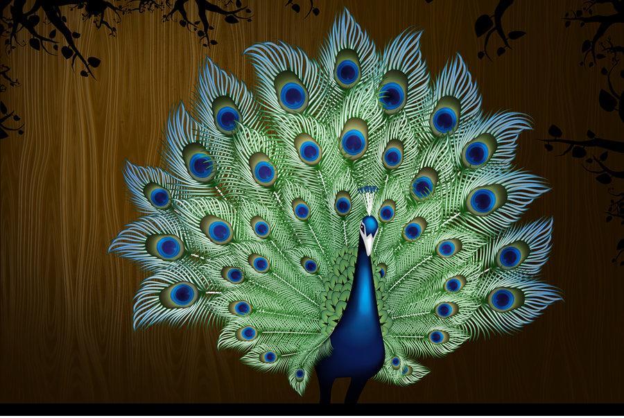 عکس طاووس برای نقاشی