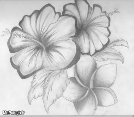 عکس طراحی گل با سیاه قلم