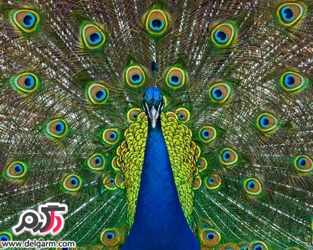 عکس طاووس زیباترین