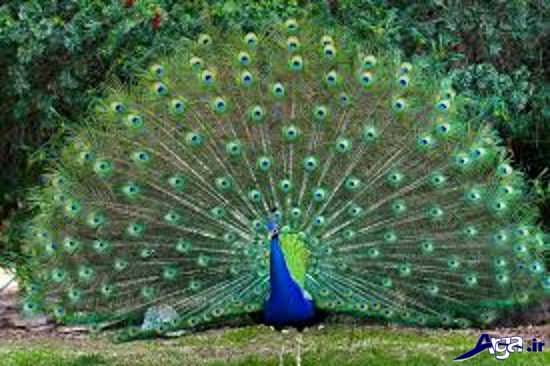 عکس طاووس های زیبا