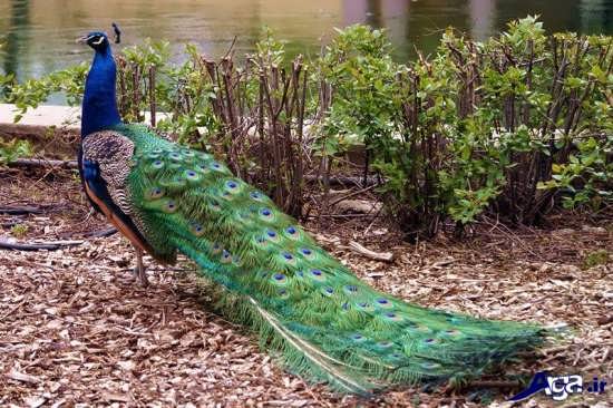 عکس طاووس زیباترین