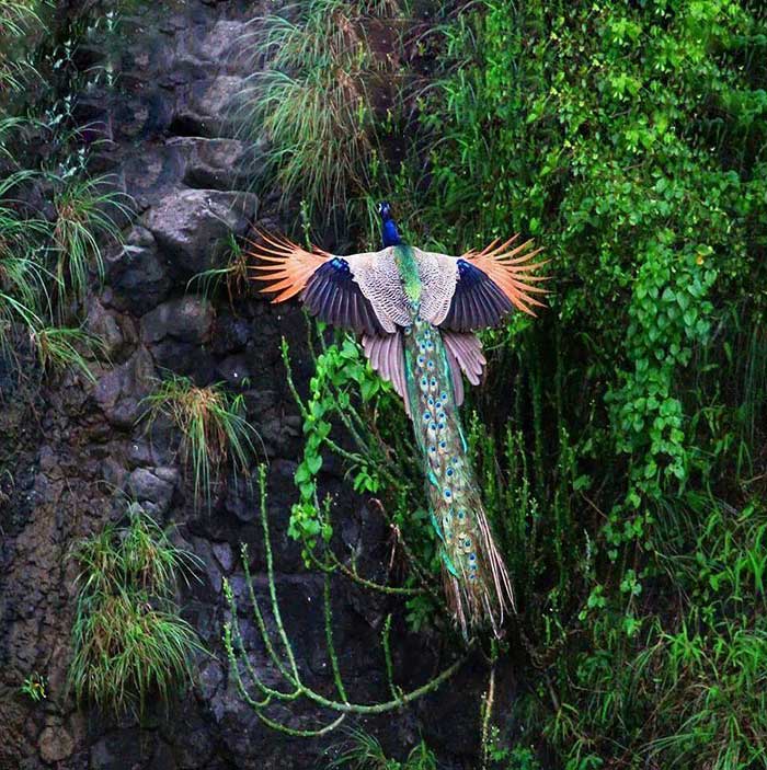 عکس طاووس در حال پرواز