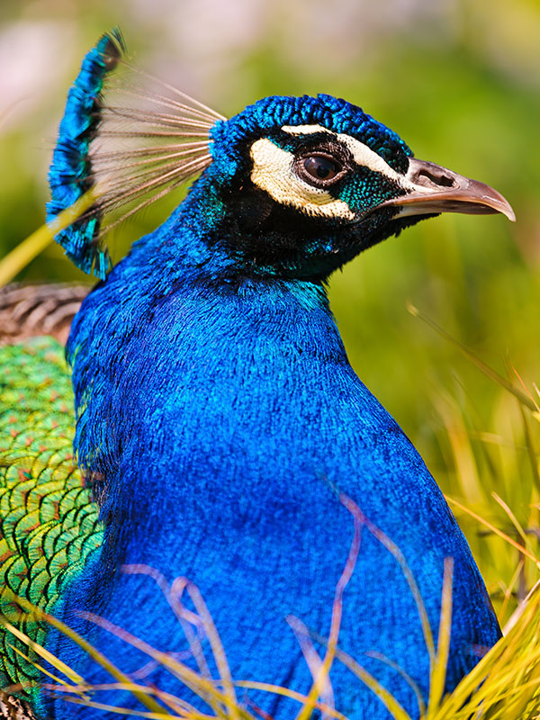 عکس نقاشی طاووس رنگ شده