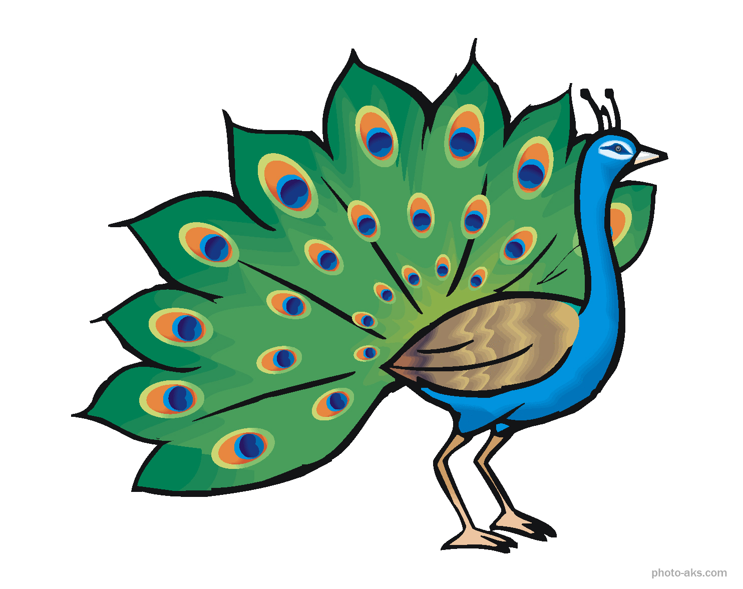 عکس طاووس برای نقاشی