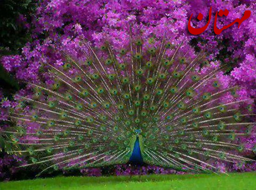 عکس زیباترین طاووس جهان