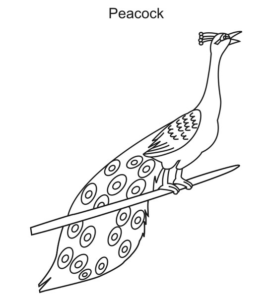 عکس نقاشی طاووس کودکانه