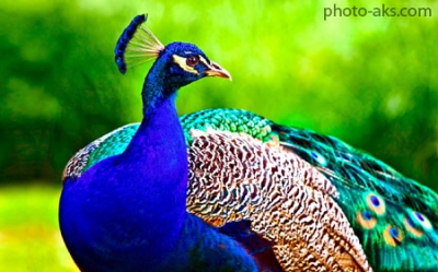 عکس زیباترین طاووس جهان