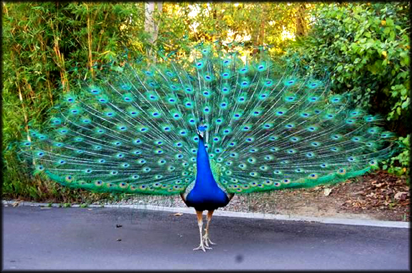 تصاویر زیباترین طاووس های جهان