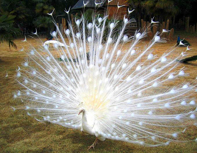 عکسهای زیبا طاووس
