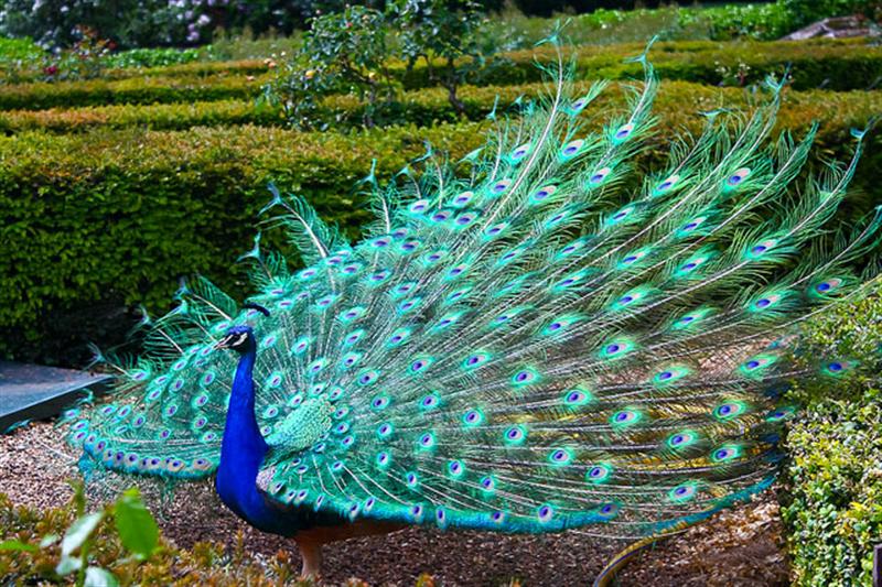تصاویر از طاووس های زیبا