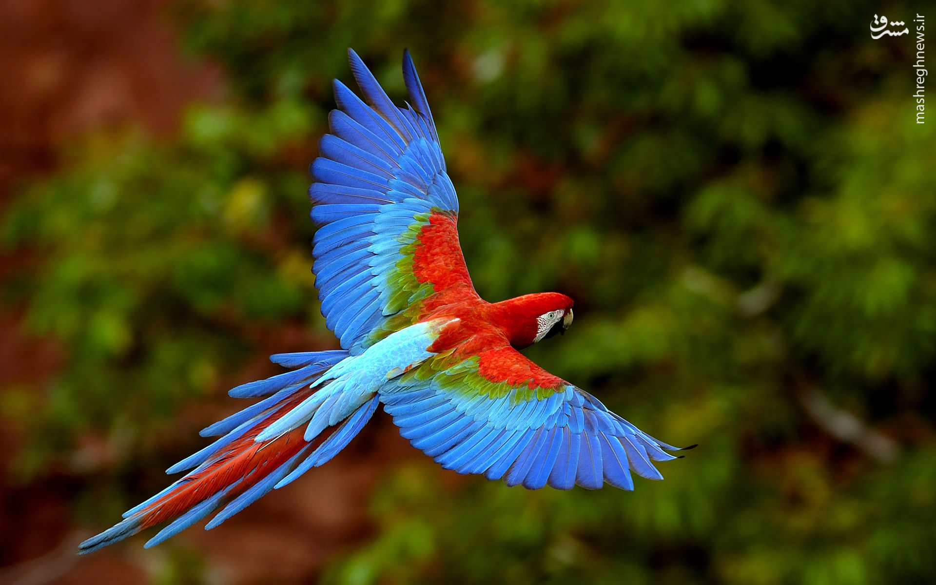 عکس زیبا از طوطی های رنگارنگ