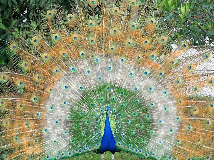 تصاویر از طاووس های زیبا