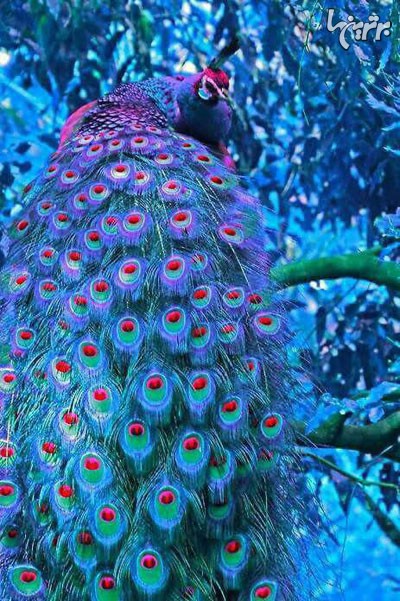 دانلود عکس طاووس های زیبا