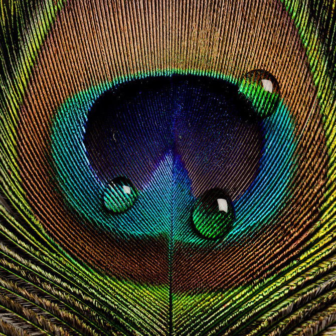زیباترین عکسهای طاووس