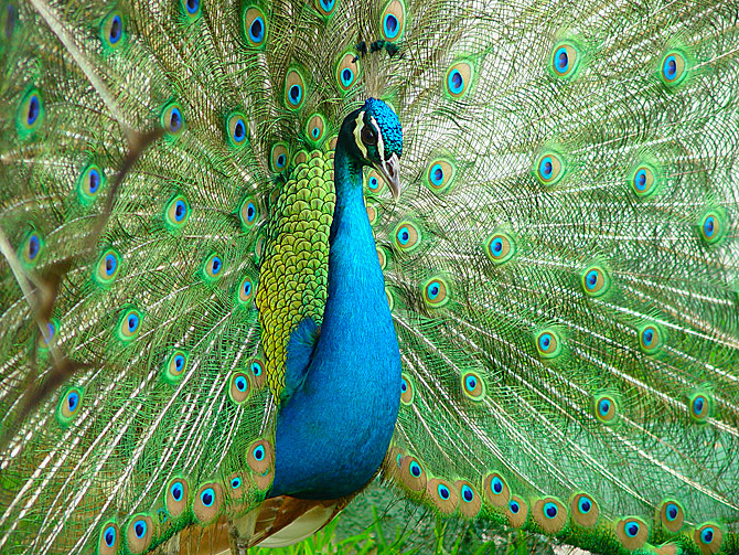 عکس از طاووس های زیبا