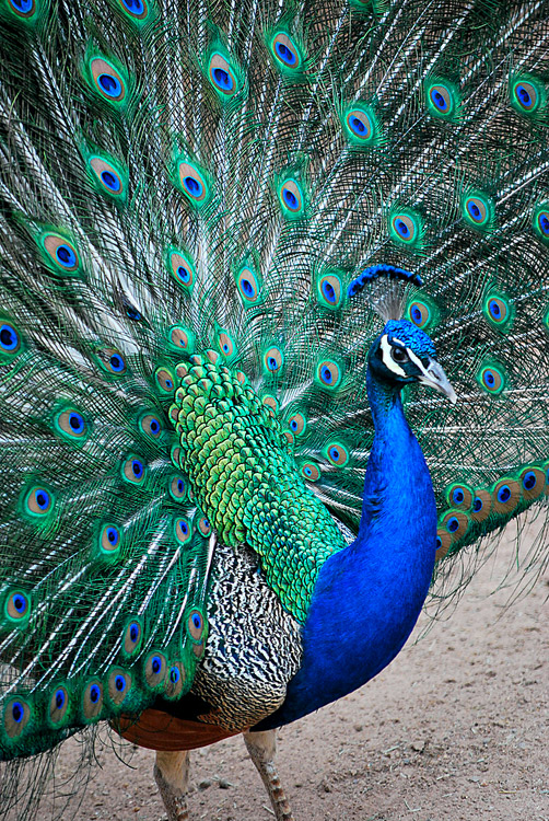 دانلود عکس طاووس های زیبا