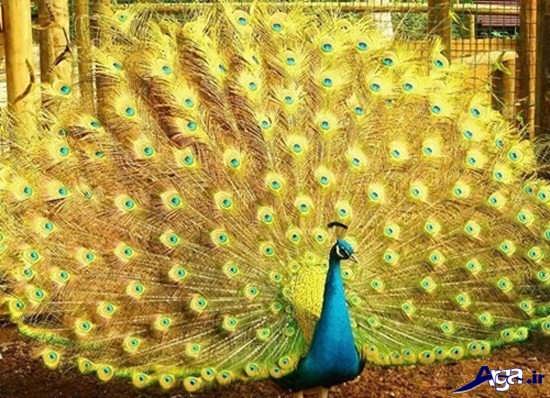عکس زیباترین طاووس های جهان