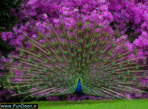 عکسهای زیبا طاووس