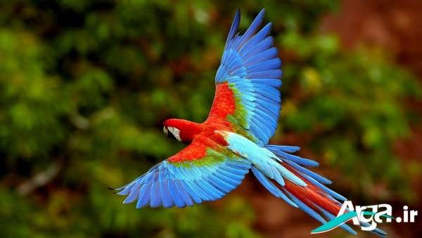 عکس زیبا از طوطی های رنگارنگ