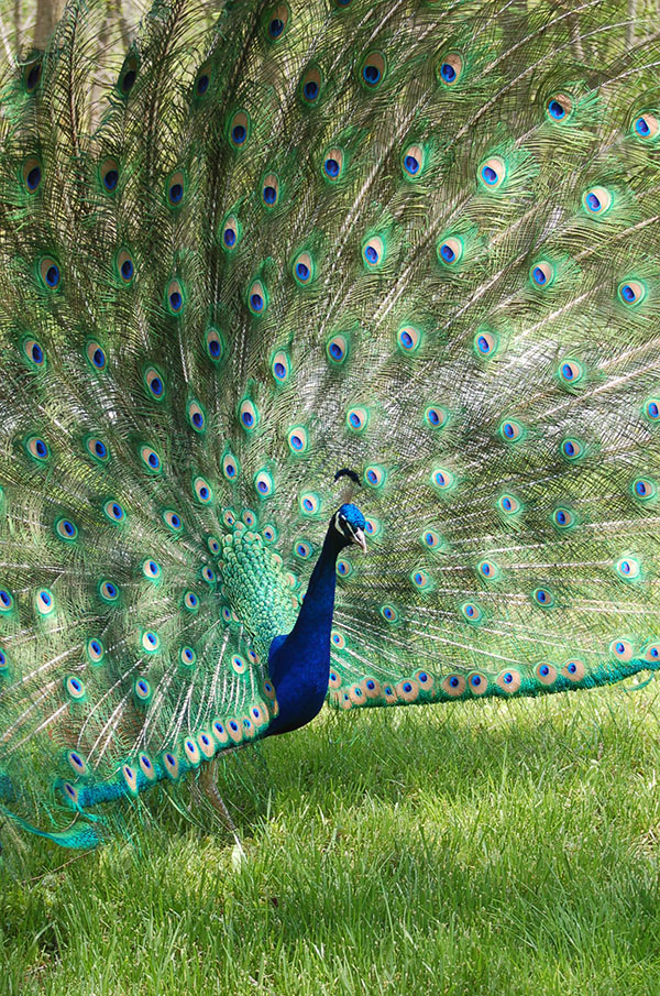 تصاویر طاووس های زیبا