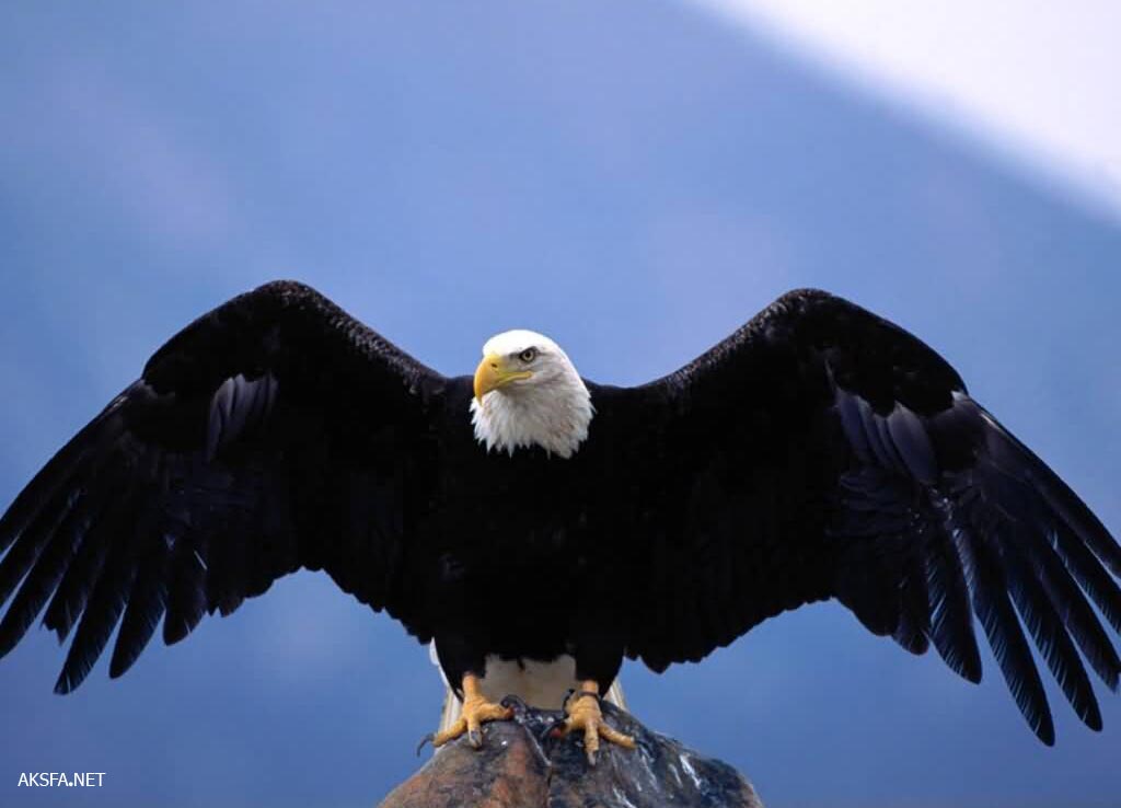 عکس از عقاب های زیبا