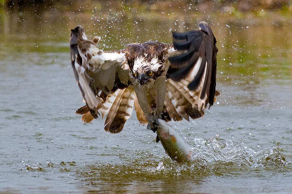 عکس عقاب طلایی در حال شکار