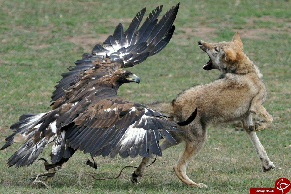 عکس عقاب درحال شکار کبوتر