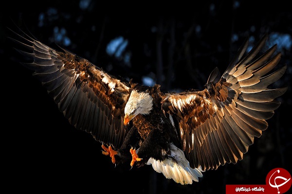 عکس عقاب طلایی در حال شکار