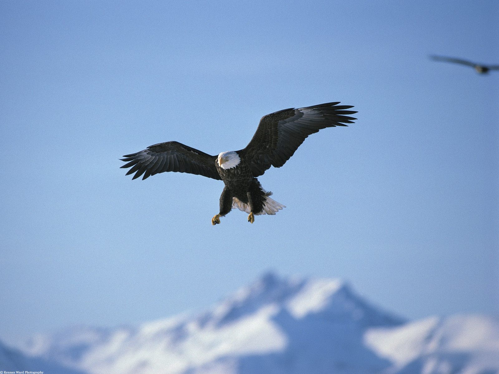 عکس عقاب طلایی در حال پرواز