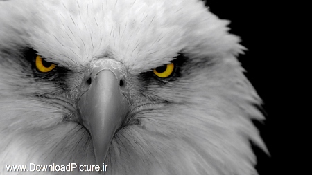 عکس از عقاب های زیبا