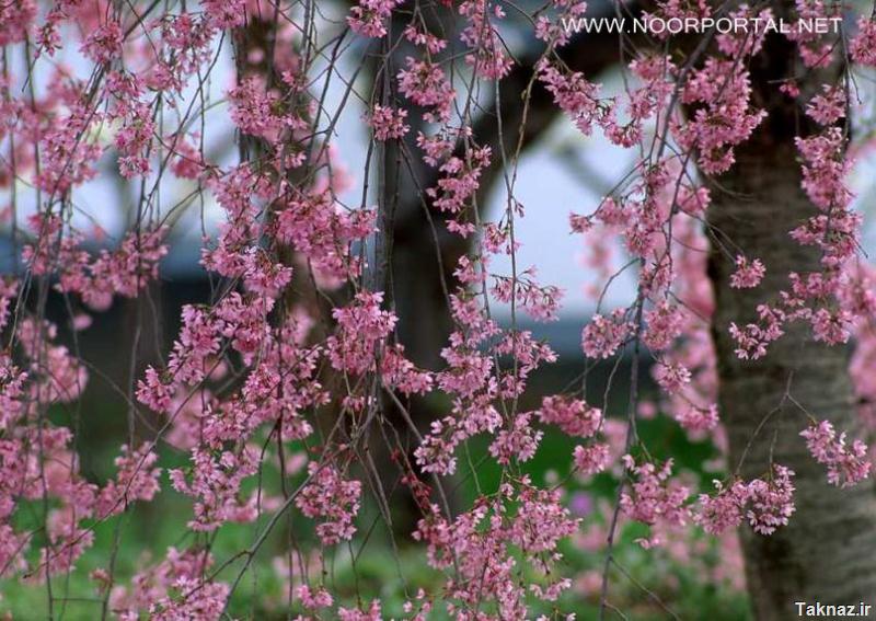 عکس های زیبای طبیعت بهار