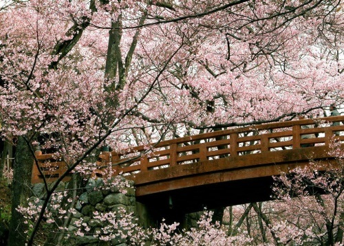 عکس شکوفه های زیبا در فصل بهار