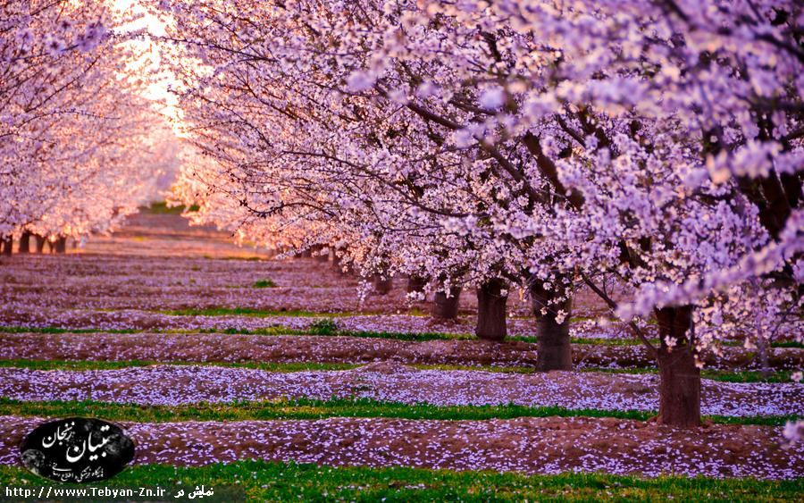 عکس های زیبا از طبیعت بهار