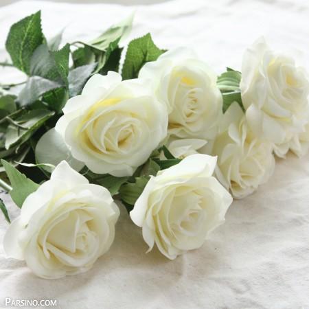 عکس گل رز سفید زیبا