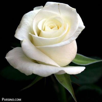 عکس گل رز سفید زیبا