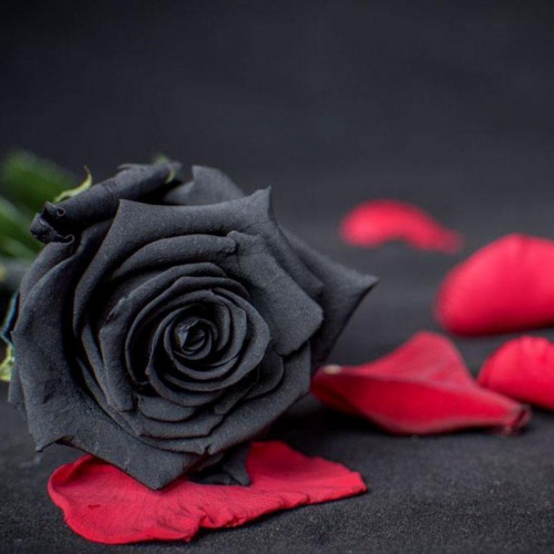 عکس گل رز سیاه و قرمز