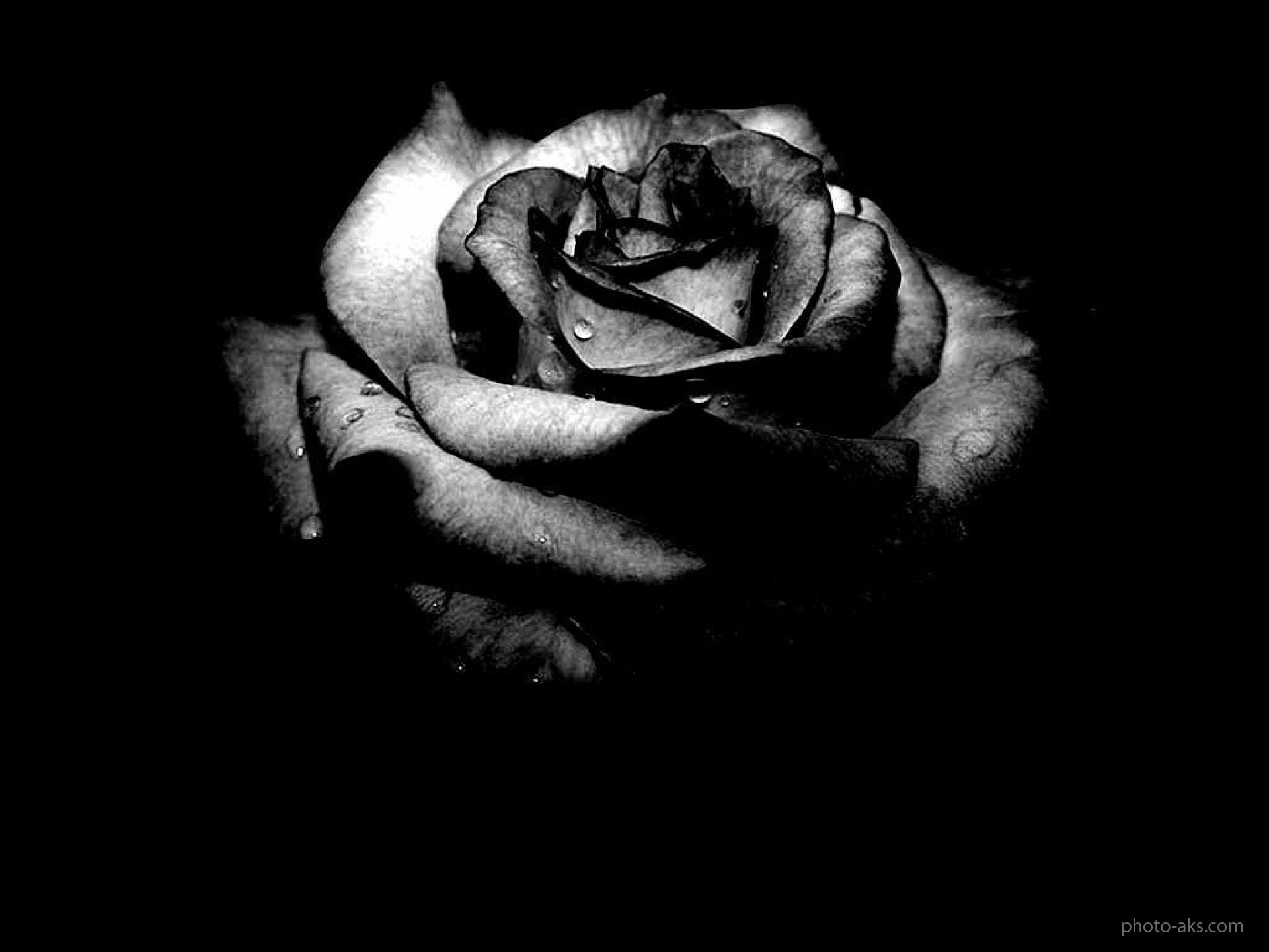 عکس گل رز سفید و مشکی