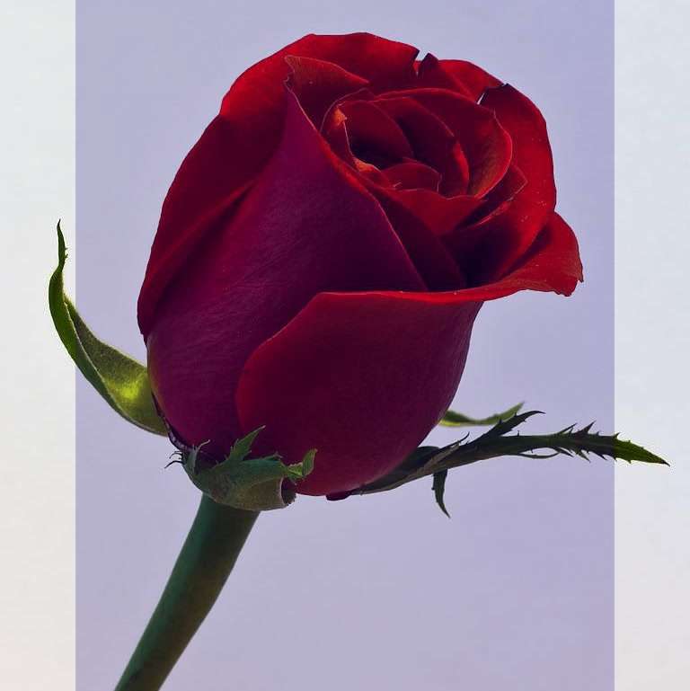 عکس گل رز قرمز هلندی