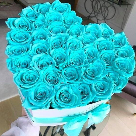 عکس گل رز آبی فیروزه ای