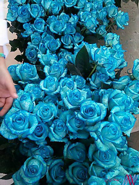 عکس گل رز آبی فیروزه ای