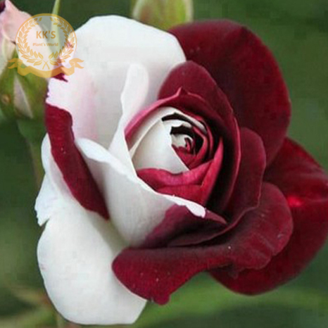 عکس گل رز قرمز و سفید