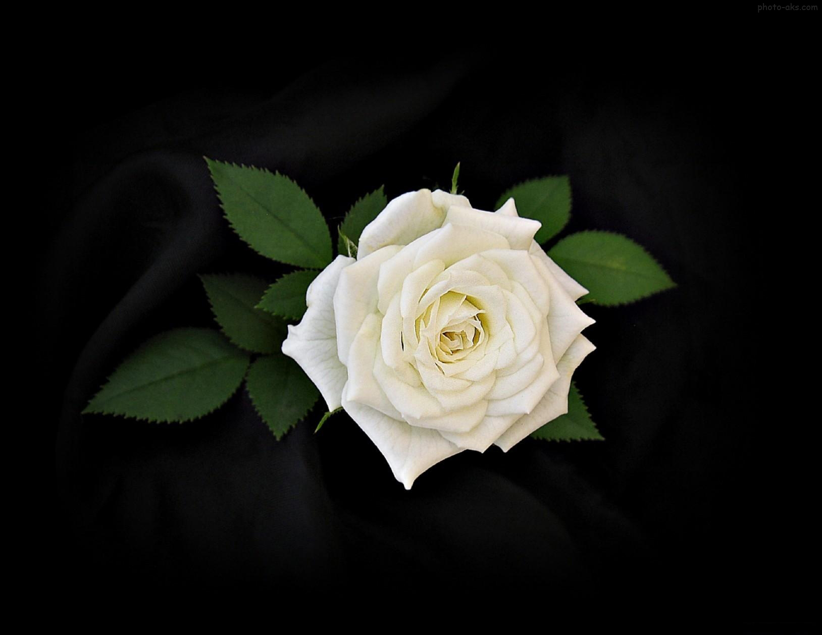 عکس گل رز سفید و مشکی